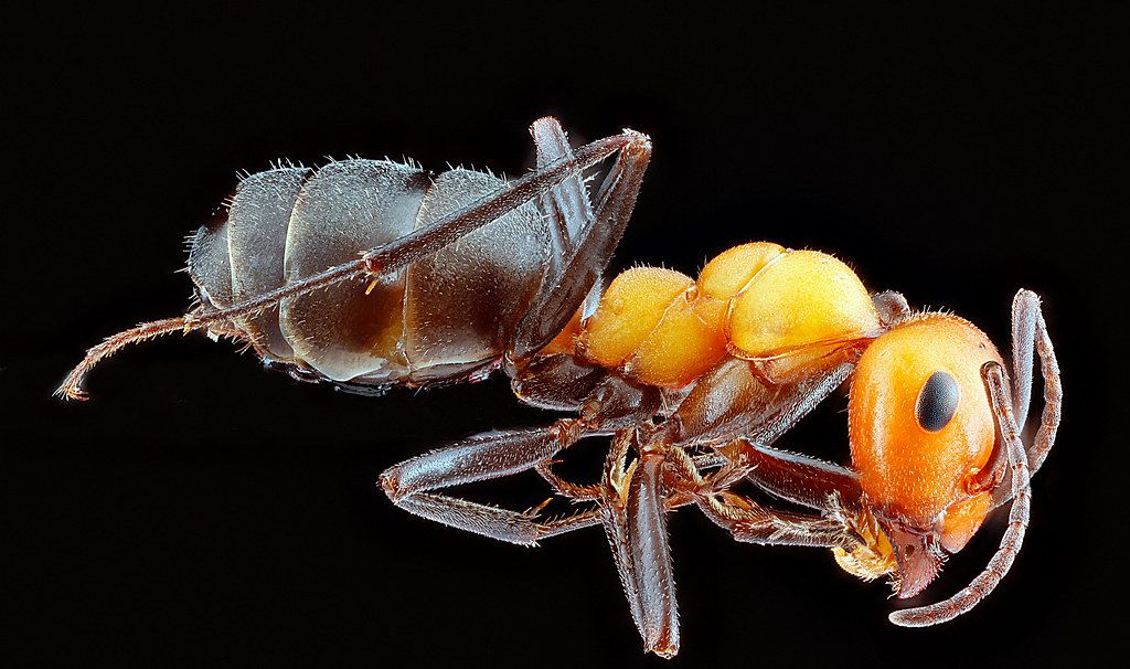 Ant Control service in Rowland Heights, CA