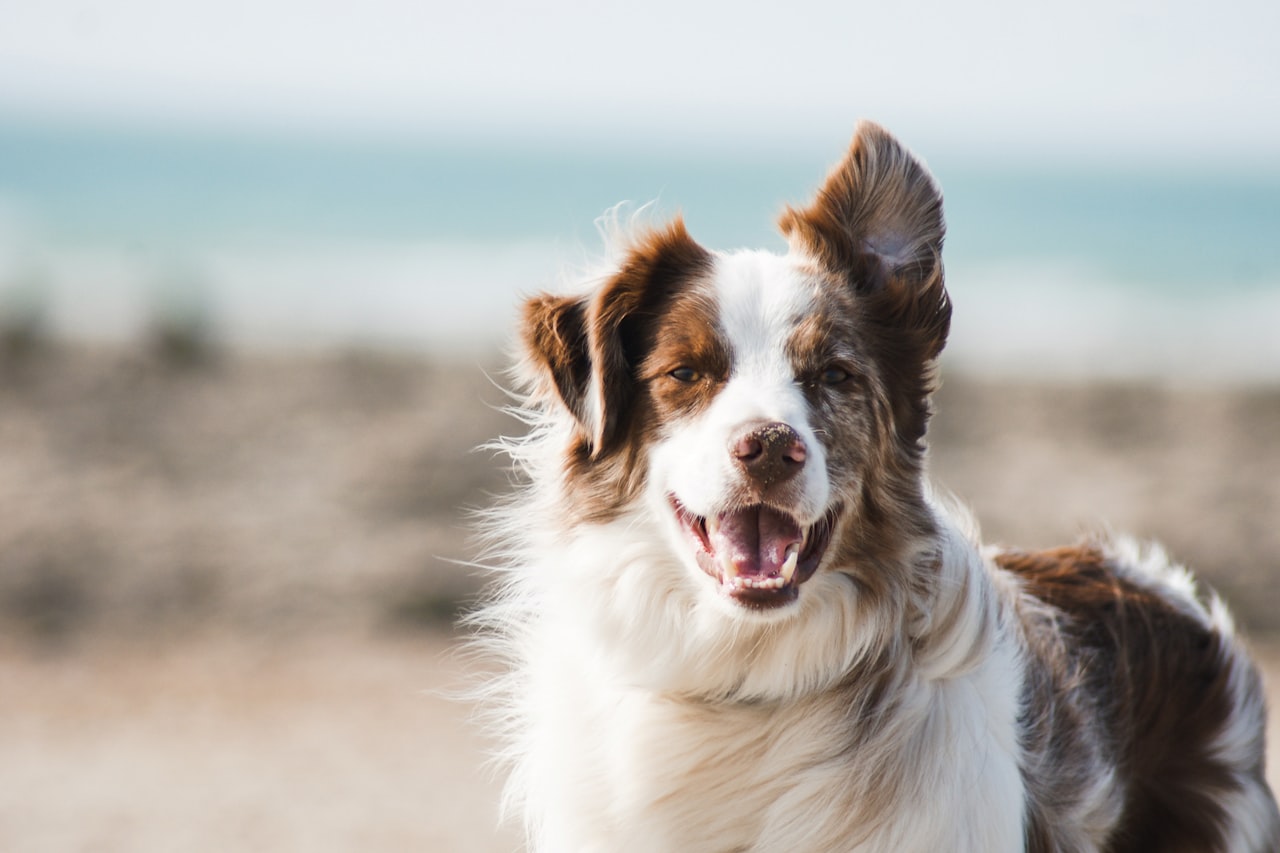 Flea & Tick Control service in Rowland Heights, CA
