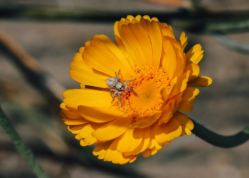 Spider Control service in Rowland Heights, CA